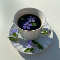 Vinca flowers floating in a coffee cup